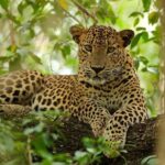 Day Tour to Wilpattu National Park from Bentota - FAQs