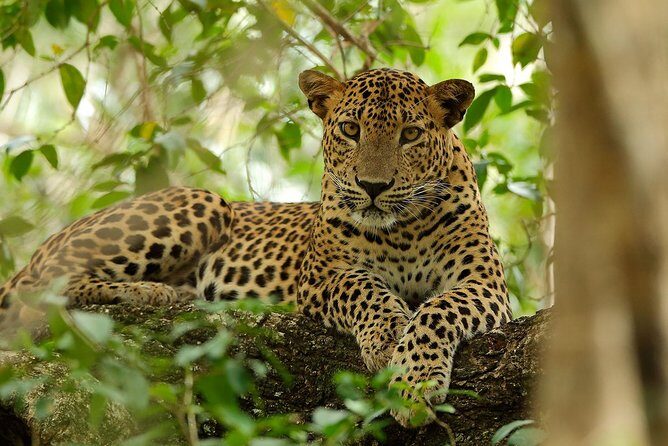Day Tour to Wilpattu National Park from Bentota - FAQs