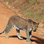 Day Tour to Wilpattu National Park From Negombo - The Logistics and Transport