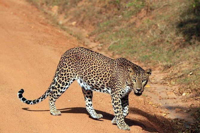 Day Tour to Wilpattu National Park From Negombo - The Logistics and Transport