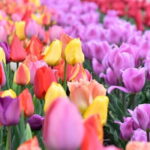 Day Trip Ashikaga Flower Park by Private Car from Tokyo - Kurita Museum: A Journey Through Edo-Period Ceramics