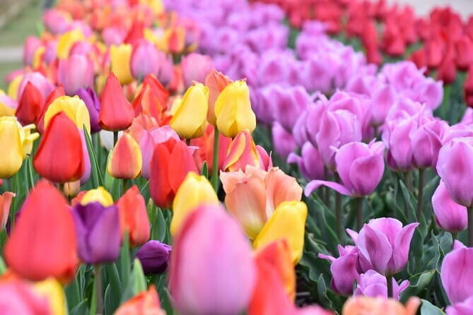 Day Trip Ashikaga Flower Park by Private Car from Tokyo - Kurita Museum: A Journey Through Edo-Period Ceramics