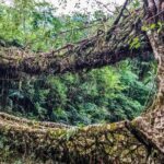 Day Trip to Mawlynnong (Guided Private Sightseeing Experience from Shillong) - The Journey to Mawlynnong: What to Expect
