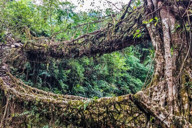 Day Trip to Mawlynnong (Guided Private Sightseeing Experience from Shillong) - The Journey to Mawlynnong: What to Expect