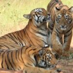 Delhi Agra Jaipur Ranthambore Tigers 5 Days Tour From Delhi - Why This Tour Is a Great Choice