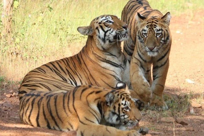 Delhi Agra Jaipur Ranthambore Tigers 5 Days Tour From Delhi - Why This Tour Is a Great Choice