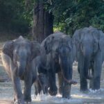 Delhi to Corbett Tiger Reserve - Who Should Consider This Tour?