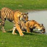 Delhi to Jaipur transfer via Bharatpur and Ranthambore park visit - What’s Included and What’s Not