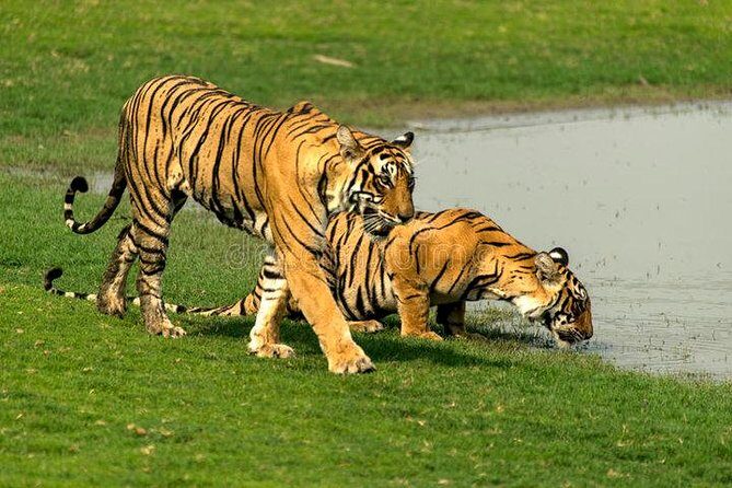 Delhi to Jaipur transfer via Bharatpur and Ranthambore park visit - What’s Included and What’s Not