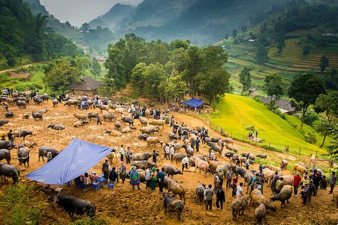 Discover Bac Ha Market: Culture & Scenic View - The Main Event: Bac Ha Market