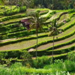 Discover Lovina and sekumpul waterfall - The Sum Up