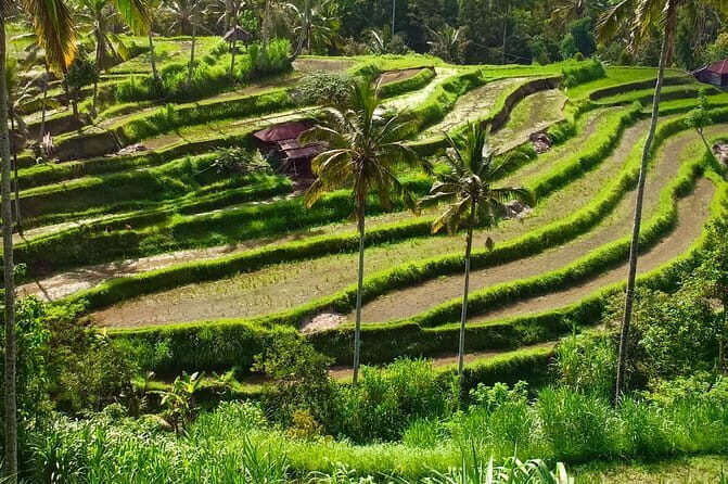 Discover Lovina and sekumpul waterfall - The Sum Up