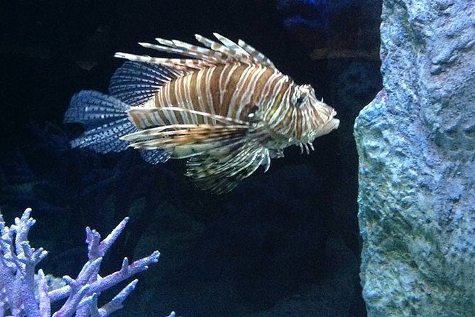 Discover Pattaya Underwater World with FREE Hotel Pickup - Practical Tips for Visitors