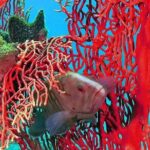 Dive Trip to King Cruiser wreck from Phuket - FAQs