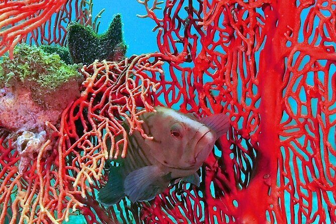 Dive Trip to King Cruiser wreck from Phuket - FAQs