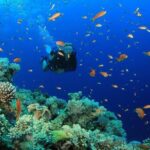 Diving (For Beginner diver) - Pattaya - What to Expect from the Pattaya Beginner Diving Tour