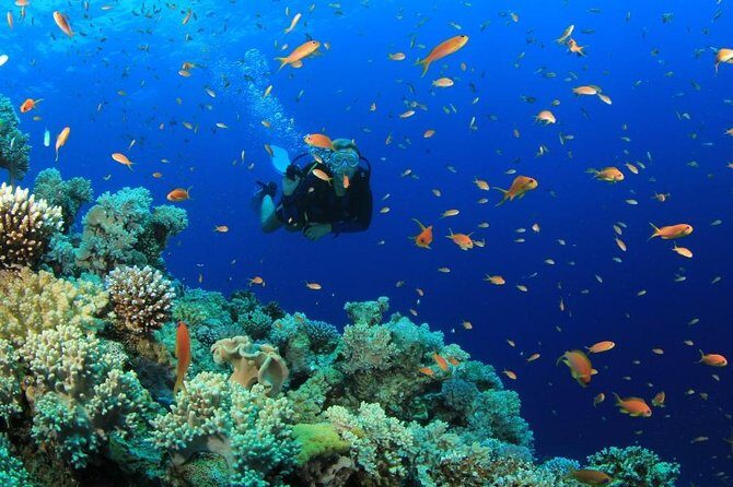 Diving (For Beginner diver) - Pattaya - What to Expect from the Pattaya Beginner Diving Tour