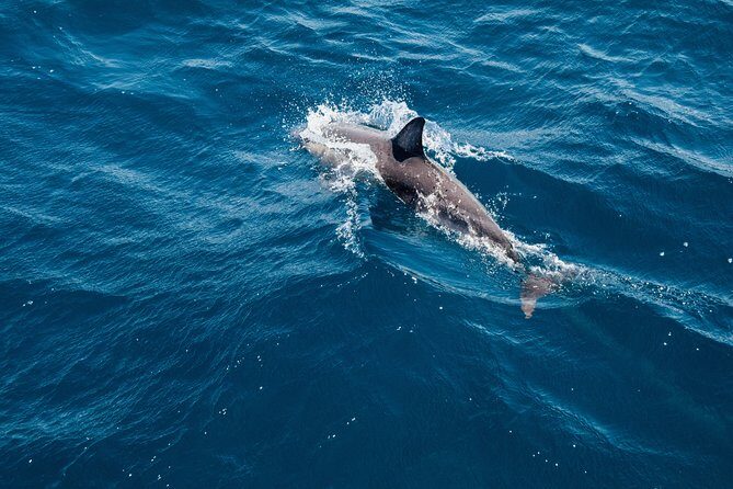 Dolphin Cruise in Dhiffushi - Practical Considerations & Tips
