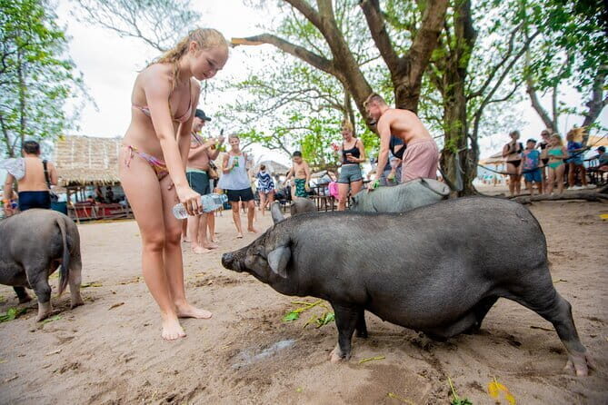 Dolphin Watching Tan and Pig Island Tour from Koh Samui - Why This Tour Offers Good Value