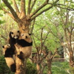 Dujiangyan Panda Base and Mt.Qingcheng one day private tour - Final Thoughts: Is This Tour Right for You?