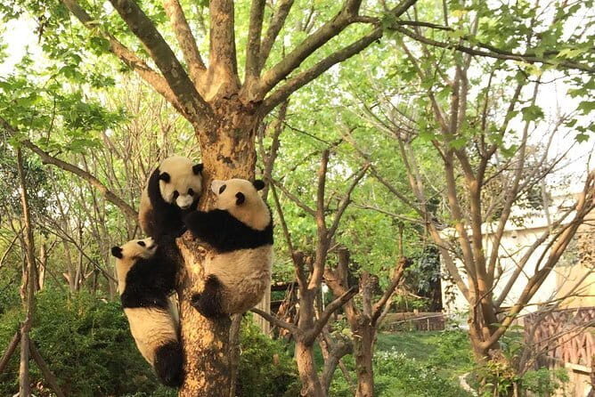 Dujiangyan Panda Base and Mt.Qingcheng one day private tour - Final Thoughts: Is This Tour Right for You?