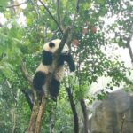 Dujiangyan Panda Base Volunteer Experience Trip - Final Thoughts