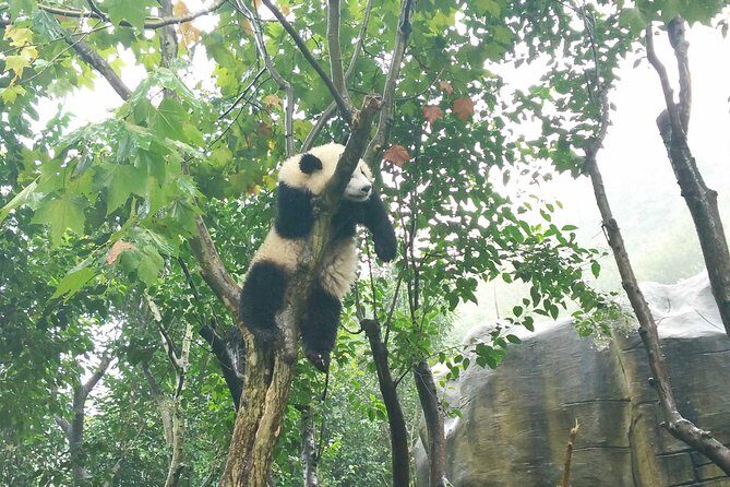 Dujiangyan Panda Base Volunteer Experience Trip - Final Thoughts
