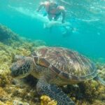 Dumaguete Apo Island Snorkeling Tour - The Practicalities: Transportation, Timing, and Tips