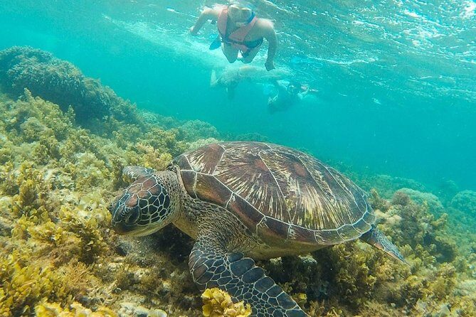 Dumaguete Apo Island Snorkeling Tour - The Practicalities: Transportation, Timing, and Tips