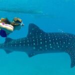 Dumaguete Oslob Whaleshark Tour - Transportation and Logistics: What You Need to Know