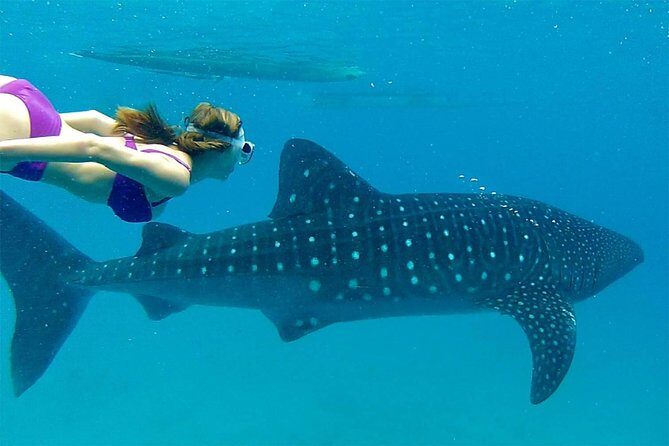 Dumaguete Oslob Whaleshark Tour - Transportation and Logistics: What You Need to Know