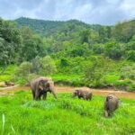Elephant Care and Sticky Waterfalls (Bua Thong Waterfalls) Tour - Who Should Consider This Tour?