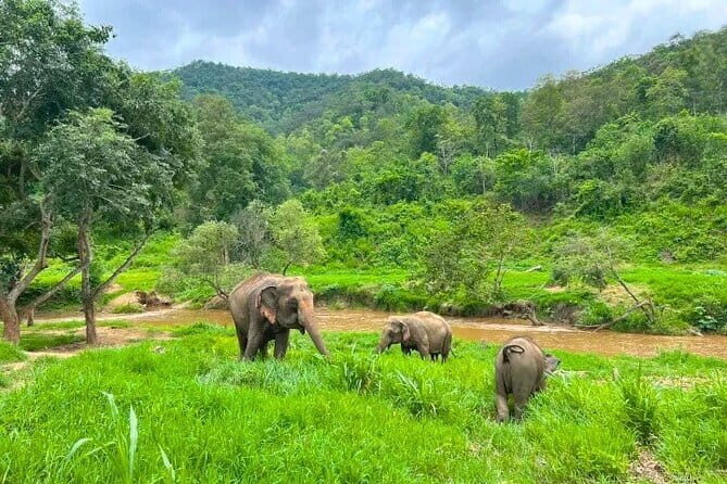 Elephant Care and Sticky Waterfalls (Bua Thong Waterfalls) Tour - Who Should Consider This Tour?