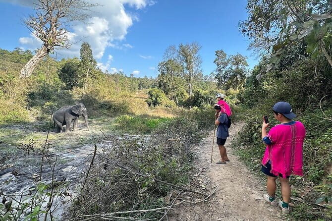 Elephant Watching and Thai Cooking Class with Waterfall - Who Is This Tour Best Suited For?