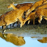 Ella To Yala National Park Private Transport - Pricing & Value: Is It Worth the Cost?