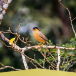 Endemic and Migrating Birdwatching Tour (15 Days) - Value for Money: Is It Worth It?