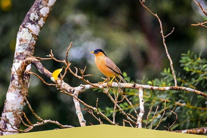 Endemic and Migrating Birdwatching Tour (15 Days) - Value for Money: Is It Worth It?