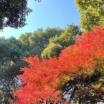 "Enjoy Tokyo Tour" Harajuku Meiji-jingu & Delicious Sake Tasting - Who Will Love This Tour?