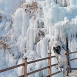 Eobi Ice Valley, Nami Island and Petite France tour in Seoul - What Travelers Say