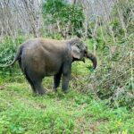 Evening Guide Tour to Khaolak Elephant Sanctuary Free 1 Cocktail - The Value of This Experience