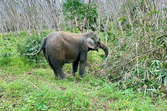 Evening Guide Tour to Khaolak Elephant Sanctuary Free 1 Cocktail - The Value of This Experience