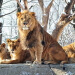 Everland Theme Park One Day Admission Ticket - Practical Tips for Visiting Everland