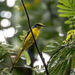 Exclusive Bird watching Private Tour With Accomodation - The Itinerary in Detail
