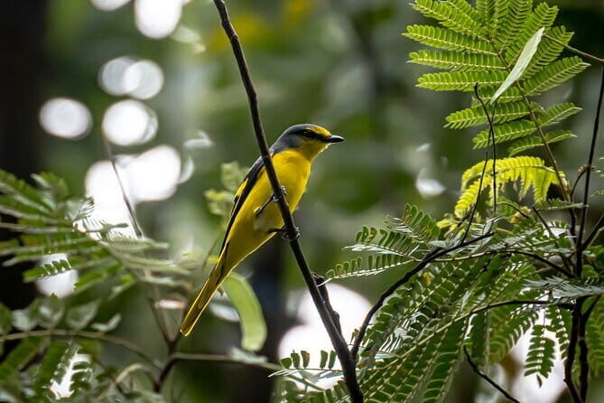 Exclusive Bird watching Private Tour With Accomodation - The Itinerary in Detail