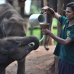 Exclusive : Udawalawe Safari & Elephant Transit Visit with Lunch - The Sum Up
