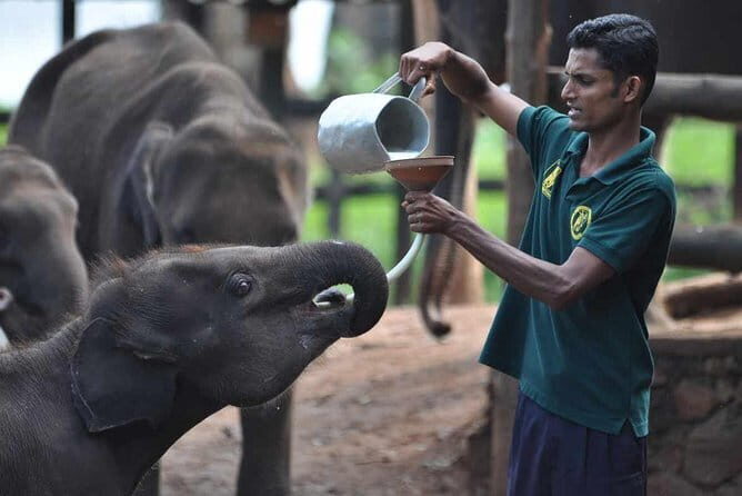 Exclusive : Udawalawe Safari & Elephant Transit Visit with Lunch - The Sum Up