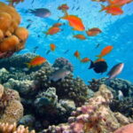 Explore Balis Amed Reefs Fully Inclusive Snorkeling Day Tour - The Itinerary Breakdown