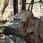 Explore Bangalores Wild Side  A Memorable Bannerghatta Safari! - Who Should Consider This Tour?