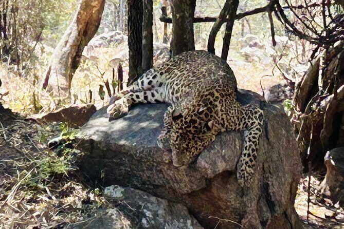 Explore Bangalores Wild Side  A Memorable Bannerghatta Safari! - Who Should Consider This Tour?