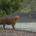 Explore North East Himalaya, Tiger Reserve and Tribal Village - What We Love About This Tour